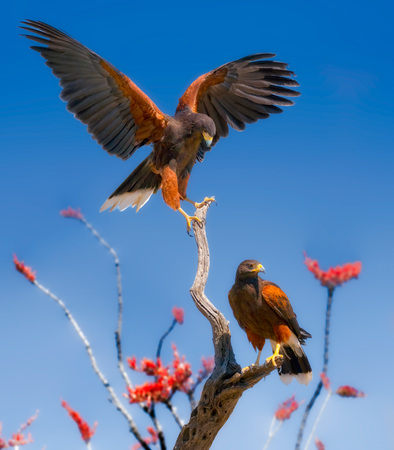 Harris Hawks on Ocotillo Branchesの写真素材