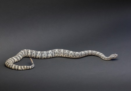 Rattlesnake on Black Backgroundの写真素材