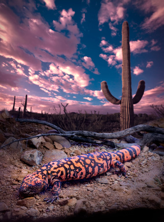 Gila Monster, Clouds, Sky and Saguaro Cactusの写真素材