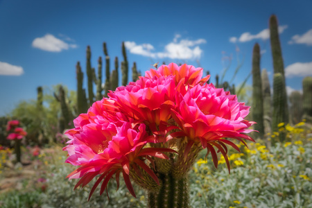 Colorful Plants, Torch cactus with Pink and Yellow Flowersの写真素材