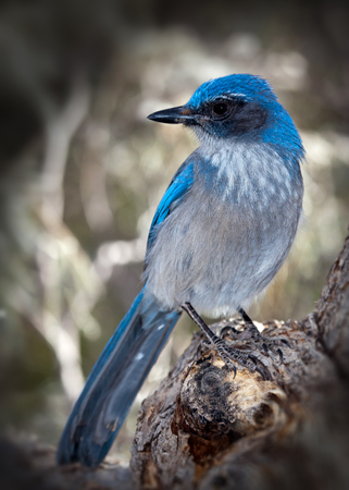 Western Scrub Jay Bird Blue color, on Branchの写真素材