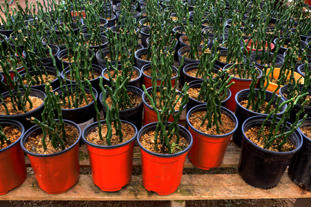 Colorful Plants in Plant Nursery with potted Bambooの写真素材
