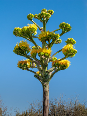 Agave Infloresence Stalk with Yellow Flowersの写真素材