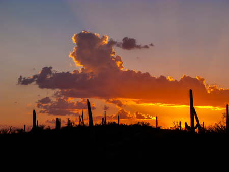 Clouds and Sunset or Sunrise with Silhouette Cactusの写真素材