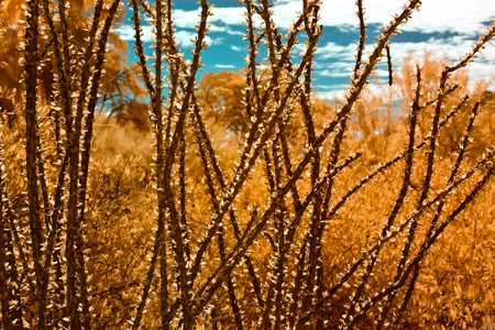 Infrared False Color Ocotillo, Plants and Blue Sky with cloudsの写真素材