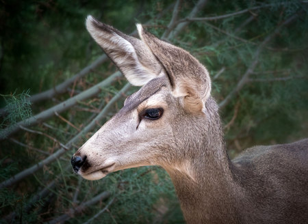 Mule Deer Profile of Headの写真素材