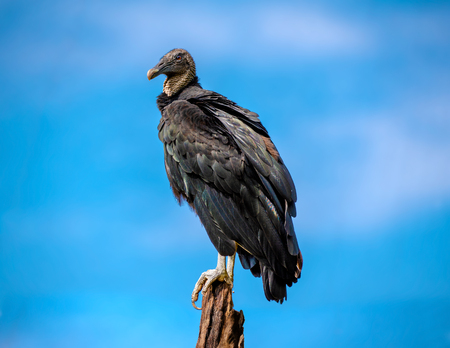 Black Vulture on Perch against Blue Skyの写真素材
