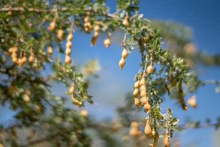Sonoran Desert Ironwood Tree and Bean Podsの写真素材