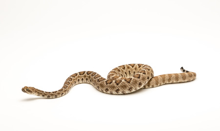 Santa Catalina Rattlesnake on White Background Crotalus catalinensisの写真素材
