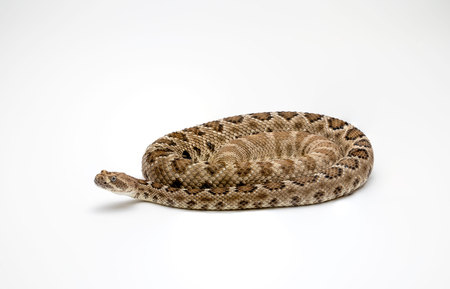 Santa Catalina Rattlesnake on White Background Crotalus catalinensis