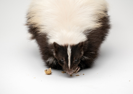 Striped Skunk - Mephitis mephitis in front of a white backgroundの写真素材