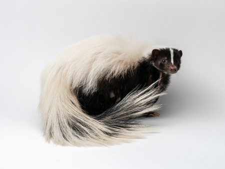 Striped Skunk - Mephitis mephitis in front of a white backgroundの写真素材