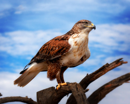 Ferruginous Hawk on branch in Sonoran Desertの写真素材
