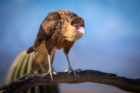 Crested Caracara Caracara cheriway Perched on Branchの写真素材