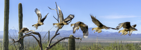 Crested Caracara Caracara cheriway Panorama Sequence Flyiing in Sonoran Desertの写真素材
