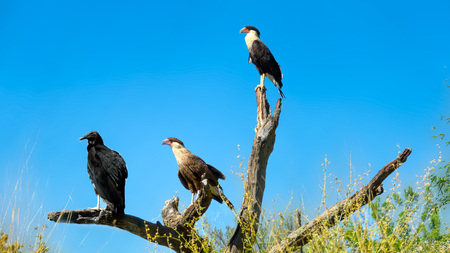 Crested Caracara Caracara cheriway Perched on Branchの写真素材