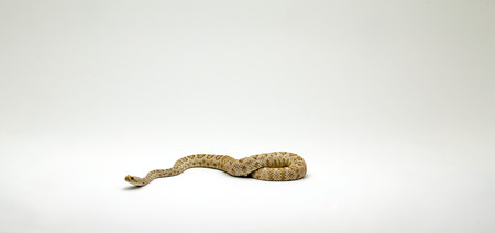 Santa Catalina Island Rattlesnake on White Background Crotalus catalinensisの写真素材