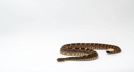 Arizona Black Rattlesnake on Isolated Background Crotalus cerberus