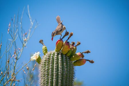 Cactus Wren eating Saguaro Cactus Fruit on top against skyの写真素材