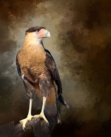 Harris Hawk flying. Isolated hawk Parabuteo unicinctusの写真素材