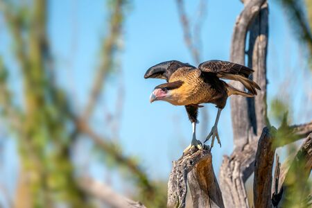 Harris Hawk flying. Isolated hawk Parabuteo unicinctus