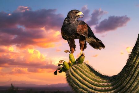 Harris Hawk flying. Isolated hawk against blue sky