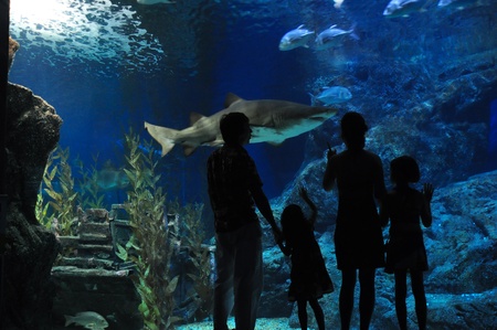 Family with two kids looking at shark in oceanariumの写真素材