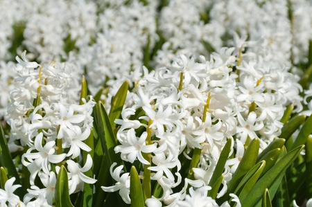 Beautiful white hyacinth flowers  Spring backgroundの写真素材