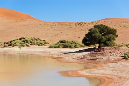 Beautiful landscape of Namib desert dunes, lake and tree  Sossusvlei, Namibia, South Africaの写真素材