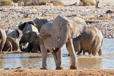 Elephants leaving waterhole  African nature and wildlife reserve, Etosha, Namibiaの写真素材