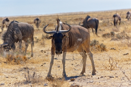 Wildebeest antilope  African nature and wildlife reserve, Etosha, Namibiaの写真素材