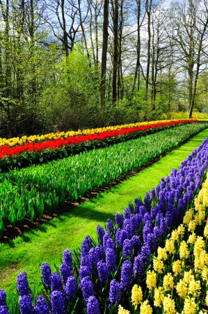 Beautiful spring flowers in Keukenhof park in Netherlands (Holland)の写真素材