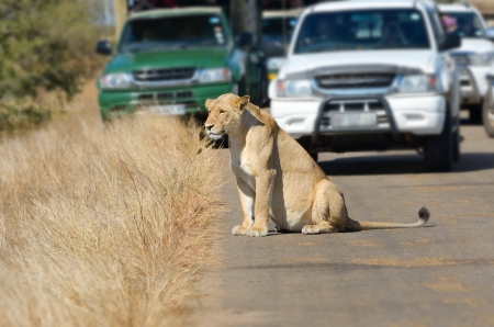 Safari and animal watching, lioness and cars on road in Kruger national park, South Africaの写真素材