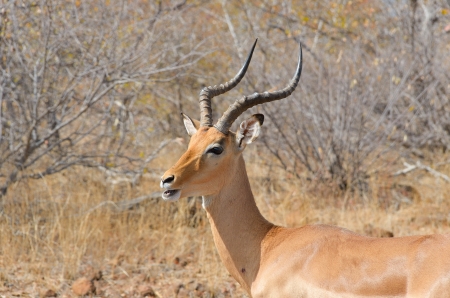 Impala antelope in Kruger National Park, animals of South Africaの写真素材