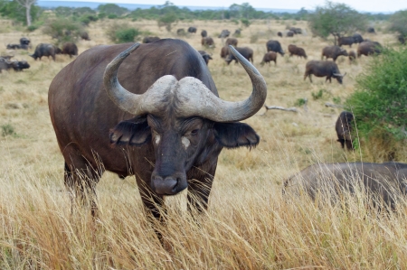 Buffalo in Kruger national park, wildlife and safari in South Africaの写真素材