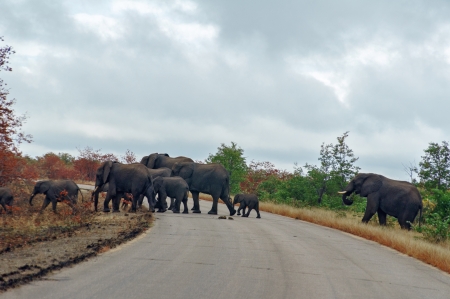 Elephants crossing road in Kruger national park, wildlife and safari in South Africaの写真素材