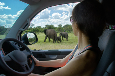 Woman on safari car vacation in South Africa, looking at elephantの写真素材