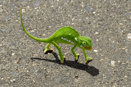 Green chameleon on asphalt roadの写真素材