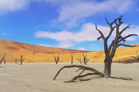 Trees and landscape of Dead Vlei desert, Namibia, South Africaの写真素材