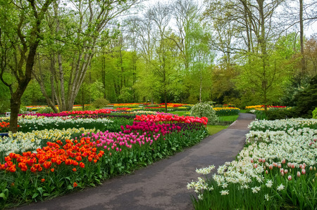 Beautiful spring flowers in Keukenhof park in Netherlands (Holland)の写真素材
