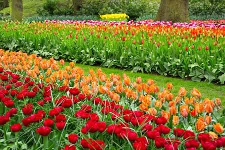 Beautiful spring flowers in Keukenhof park in Netherlands (Holland)の写真素材