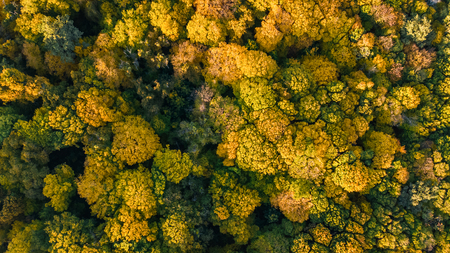 Golden autumn background, aerial view of forest landscape with yellow trees from above