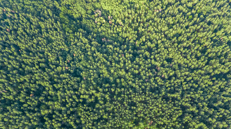 Aerial top view of green forest landscape from above, pine trees green nature background