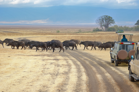 Safari in Africa, tourists in jeeps watching buffalos crossing road in savannah of Kruger national park, wildlife of South Africaの写真素材