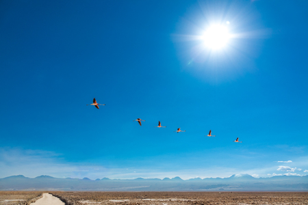 Flamingos fly in Chaxa lagoon salt lake, Atacama desert, Chile, South Americaの写真素材