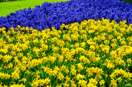 Beautiful colorful spring flowers in park in Netherlands (Holland)の写真素材