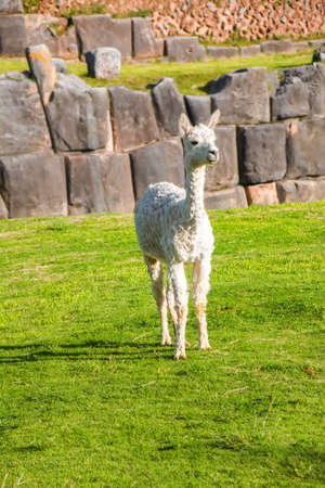 Llamas and alpacas at Sacsayhuaman, incas ruins in the peruvian Andes, Cusco, Peru