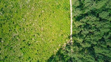 Birds eye aerial top view on wild forest area, path and forest clearance, green trees from above,...