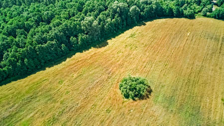 Birds eye aerial top view of rural field with isolated forest island area, green trees and meadows...
