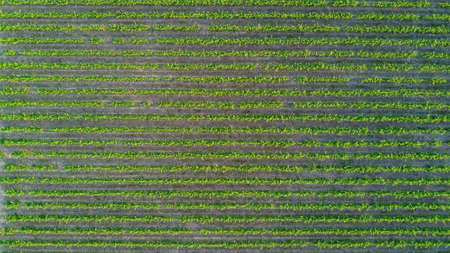Aerial top view of vineyards landscape from above background, South Franceの写真素材